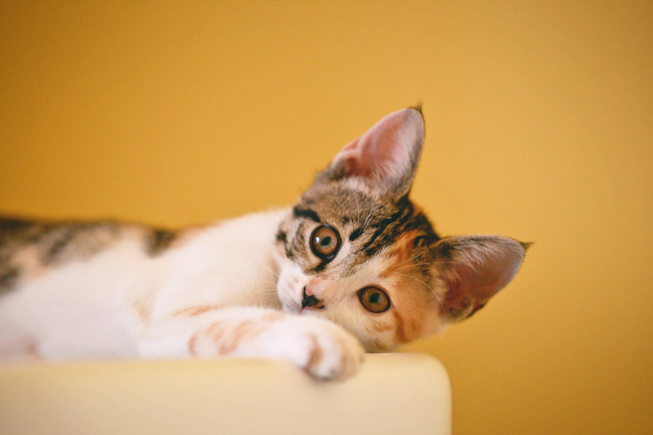 What Does Pet Insurance Cover?